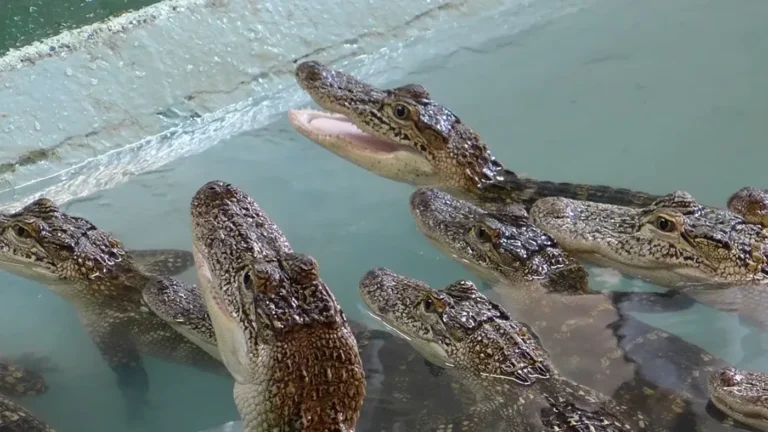 places alligator farm 768x432