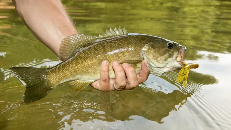 places saline river fishing 768x432